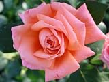Eigenschaften Agel Rosen  / Edelrose 