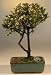 Bonsai Boy's Bahama Berry Bonsai Tree<br><i>(Nashia Inaguanesis)</i>