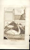 The Mute Swan 1812 Buffon Birds Plate 232