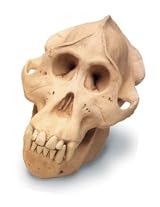Orang-Utan Skull W/Stand Antique Finish