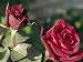 Red Bud and Flower of the Hybrid Tea Rose Ena Harkness Floral & Botanical Photographic Poster Print by Michael Black, 30x40