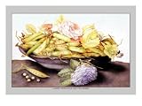 Bowl with Pears and Two Roses by Giovanna Garzoni, 18x24