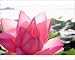 Photographic Prints of Lotus flower [Nelumbo from Danita Delimont