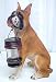 Yellow Labrador Dog with Lantern Solar Light