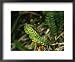 Aleutian Shield Fern, an Endangered Plant Found Only on Adak Island National Geographic Collection Framed Art Poster Print by Joel Sartore, 22x18