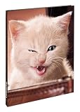 Produkt-Bild: Kitten: Blank Book large