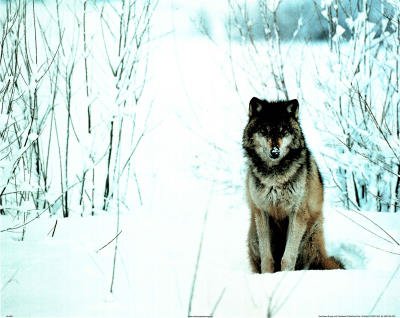 Grey Wolf (Sitting in Snow) Photo Print Poster