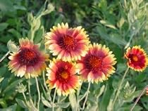 2,000 Blanketflower Seeds with Free Shipping