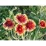 2,000 Blanketflower Seeds with Free Shipping