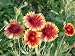 2,000 Blanketflower Seeds with Free Shipping