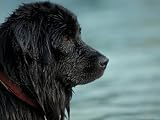 Black Newfoundland Dog Near Water Animals Photographic Poster Print by Adriano Bacchella, 16x12