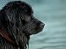 Black Newfoundland Dog Near Water Animals Photographic Poster Print by Adriano Bacchella, 12x9