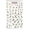Mac's Field Guide Northern California Park & Garden Birds