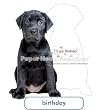 PaperHouse Productions Black Lab Puppy Birthday Card