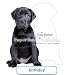 PaperHouse Productions Black Lab Puppy Birthday Card