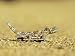 Thorny Devil, Moloch Horridus, Kalbarri National Park, Western Australia, Australia, ...