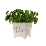 Rachel Barker Herb Pot with Coriander Design