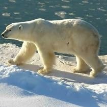 Adopt A Polar Bear Gift Pack