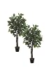 Two 6' Rubber Tree in Pot Two Tone Green