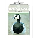 The barnacle goose