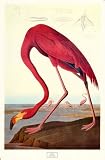 Pink Flamingo PREMIUM GRADE Rolled CANVAS Art Print John Woodhouse Audubon 25x39