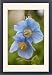 Framed Prints of A Himalayan blue poppy from Ardea Wildlife Pets
