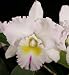 Blc Traveling Star 'Lipstick' x Bc Deborah Smith 'Mendenhall' AM/AOS