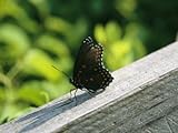 IMAGE OF An Admiral Butterfly Perched on a Fence Post Premium Photographic Poster Print, 24x32