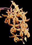 Renanthera Tom Thumb