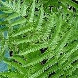 Ostrich Fern (Fiddlehead Fern, Garden Fern, Hardy Fern, Shuttlecock Fern) {50 Bare Root plants, $4.37 each plant}