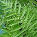 Ostrich Fern (Fiddlehead Fern, Garden Fern, Hardy Fern, Shuttlecock Fern) {50 Bare Root plants, $4.37 each plant}