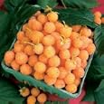 Rubus Fall Gold (Raspberry)