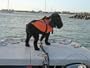 Premier Fido Float Dog Life Vest