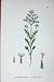 Botany Plants C1902 Cut Leaved Valerian Centranthus