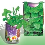 The Patent Magic Herb- Spearmint