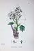 Botany Plants C1902 Sea Kale Crambe Maritima Flowers