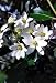 Clematis Sweet Autumn Vine-Clematis paniculata-Fragrant Clematis Sweet Autumn Vine-Clematis paniculata-Fragrant