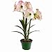Holiday Time Indoor Growing Kit - Amaryllis 'Apple Blossom'
