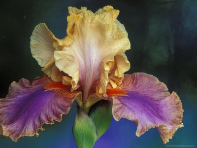 Bearded Iris Poster