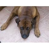 Big Dog Photographic Poster Print by Stacy Gold 40x30