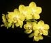 Dtps Sogo Manager 'Newberry Sunshine'