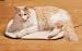 Radio Systems Heated Pet Pad For Cat Small - PHP00-10890