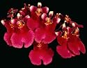 Tolumnia Popoki 'Mitzi' AM/AOS