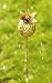 Achla RNC-03EXT Brass Pineapple Rain Chain Extension