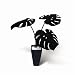 �s�l�H�ϗt�A���E���ԁtMonstera Deliciosa/BK(�����X�e�� �f���V�I�T)