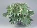 Close-Up of a False Castor Oil Plant (Fatsia Japonica Variegata) Photographic Poster Print by G. Cigolini, 30x40