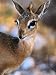 Damara Dik-Dik (Madoqua Kirkii), Etosha National Park, Namibia Art Styles Photographi...