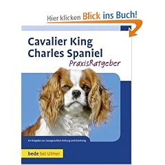 Cavalier King Charles Spaniel
