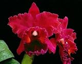 Blc Oconee 'Mendenhall' AM/AOS x Slc Precious Katie 'Red Joy'