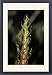 Framed Prints of PPG-1602 Bamboo - head of shoot from Ardea Wildlife Pets